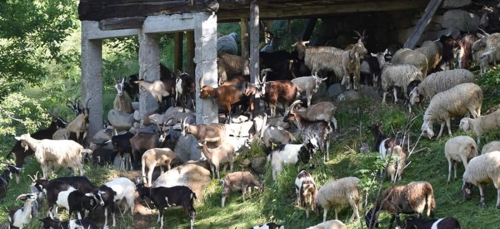 Vivere un weekend da pastori, tra mungitura, tosatura e camminate al pascolo affiancando i fratelli Manuel e Michael Rigotti